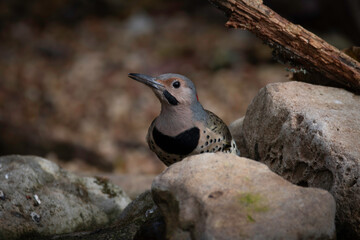 Northern Flicker