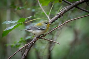 Northern Parula