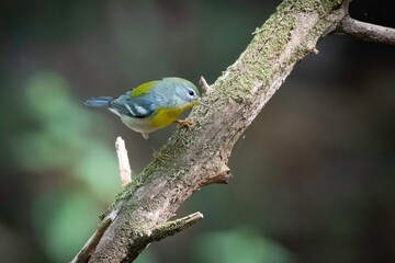Northern Parula