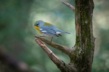 Obraz premium Northern Parula