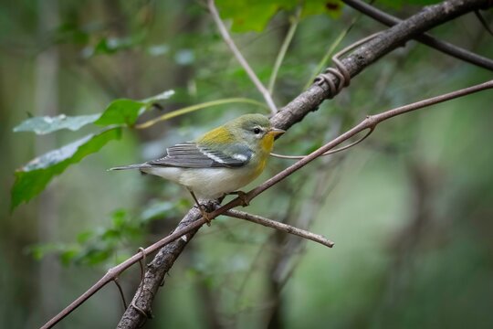 Northern Parula