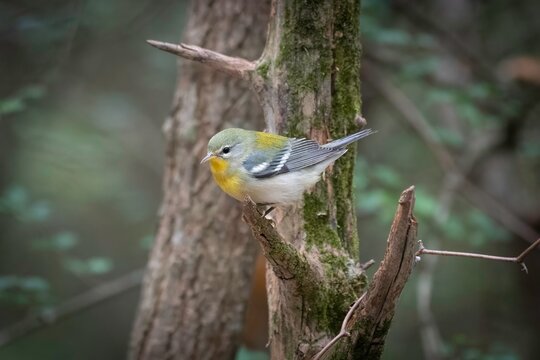 Northern Parula