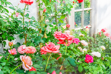 Pink and red rose blooming in flower garden,Сolorful roses in rose garden,English roses of different colors in english garden.