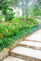 Сolorful roses in rose garden and pathway,English roses of different colors in english garden,Multicolored rose in flower garden..