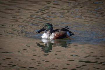Northern Shoveler