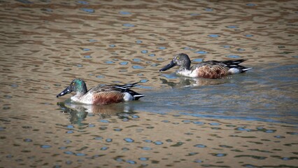 Northern Shoveler