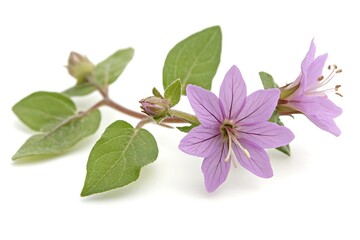 Obraz premium Delicate light purple flowers with green leaves isolated on white background.