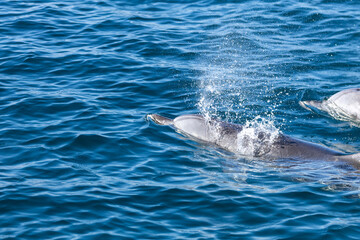 Dolphins swimming in the wild, Matsushima, Japan.