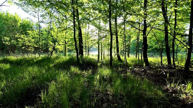 las przyroda natura