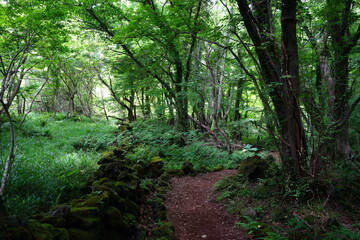 fine path in old wild forest