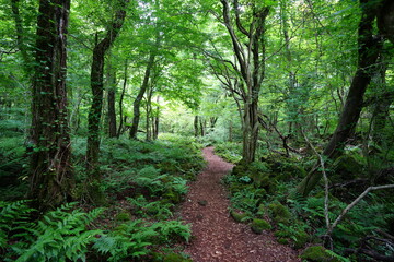 fine spring path in the gleaming sunlight