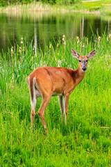 A deer is standing in a grassy field by a pond