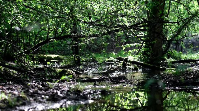 woda las przyroda natura
