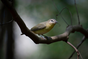 Philadelphia Vireo