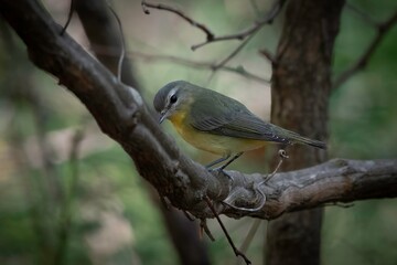 Philadelphia Vireo