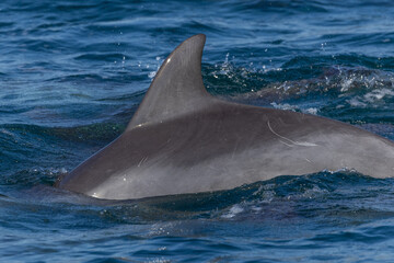 Fototapeta premium Dolphins swimming in the wild, Matsushima, Japan.