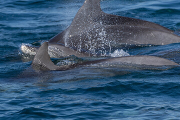 Dolphins swimming in the wild, Matsushima, Japan. © Grantat