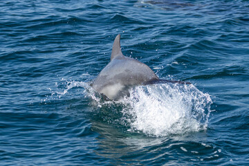 Fototapeta premium Dolphins swimming in the wild, Matsushima, Japan.
