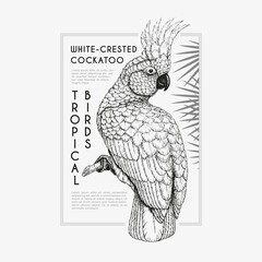 Vintage parrot illustration