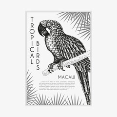 Vintage parrot illustration