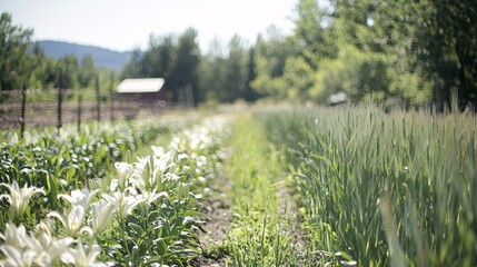 Obraz premium detailed shot of lily flowers merging with rows of economic plants like agave or flax, illustrating the integration of beauty and utility in modern farming practices. [Lily]:[Economic plant] 