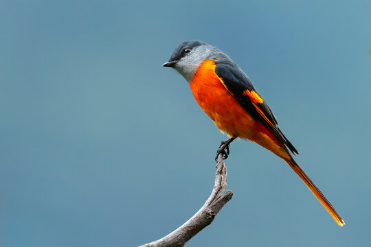 Grey-chinned minivet male perched on blue background