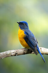 Taiwan vivid niltava male perched