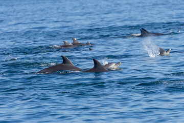 Fototapeta premium Dolphins swimming in the wild, Matsushima, Japan.