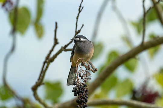 White-eared sibia perched and eating fruits 