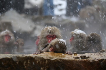 Japan monkey bathing in a snowy hot spring