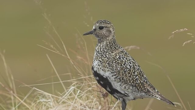 Close up of a golden plover making a sound in grass