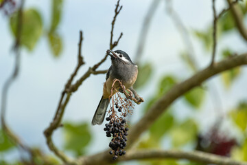 White-eared Sibia perched in a tree in the mountains of Taiwan