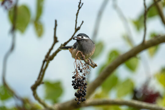 White-eared sibia perched and eating fruits 
