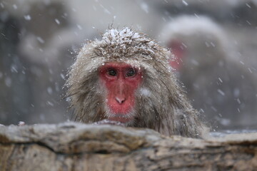 Japan monkey bathing in a snowy hot spring