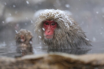 Fototapeta premium Japan monkey bathing in a snowy hot spring