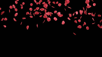 3d render of falling rose petals on isolated background for wedding or celebrations overlay background