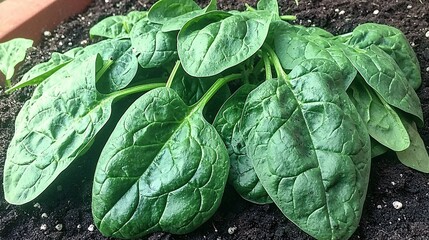 Fototapeta premium of healthy, organic spinach plants thriving in the rich soil of an outdoor garden bed, promoting the benefits of sustainable, home-grown food. [Flowers]:[Economic plants] 