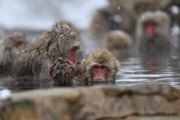 Japan monkey bathing in a snowy hot spring