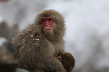 Obraz premium Japan monkey bathing in a snowy hot spring