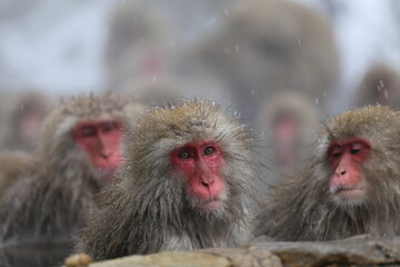 Japan monkey bathing in a snowy hot spring