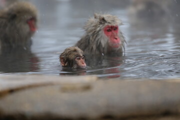 Fototapeta premium Japan monkey bathing in a snowy hot spring