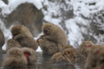 Naklejka premium Japan monkey bathing in a snowy hot spring