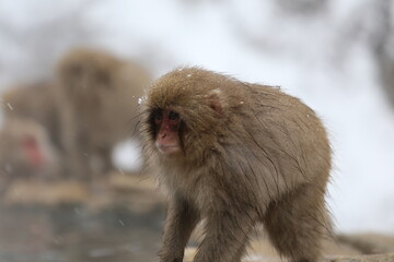Naklejka premium Japan monkey bathing in a snowy hot spring