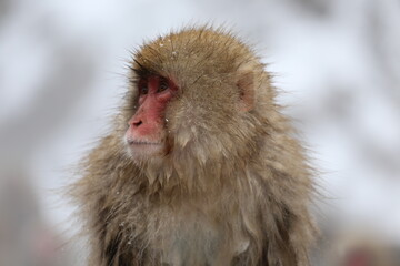 Obraz premium Japan monkey bathing in a snowy hot spring