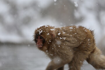 Japan monkey bathing in a snowy hot spring