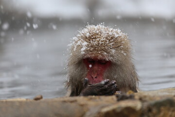 Japan monkey bathing in a snowy hot spring