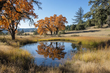 Obraz premium Autumn landscape with vibrant foliage and tranquil pond reflection in nature. 