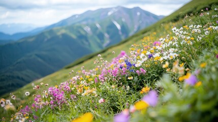 Obraz premium Vibrant wildflowers bloom on a grassy alpine slope with majestic mountains in the background.