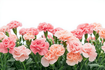 Delicate pink and peach carnations with green foliage against a white background, featuring soft focus and empty space for branding, text, or promotional designs