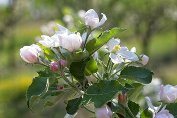 Kwitnienie jabłoni